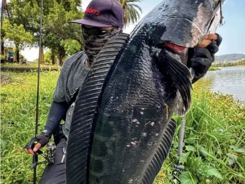 蓮池潭80cm「超巨魚虎」現蹤！他狂拉10分鐘才釣起 網讚：移除惡霸