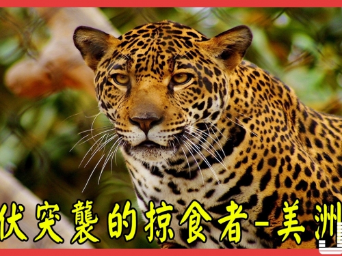 『動物世界』蟄伏突襲的掠食者 美洲豹，擁有驚人咬合力也難逃人類魔爪