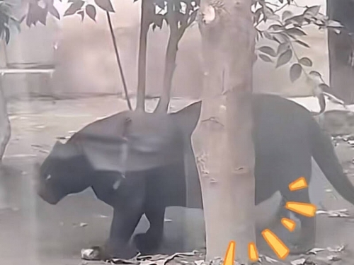 肚子快貼地！成都動物園遭投訴「把黑豹養成肥豬」