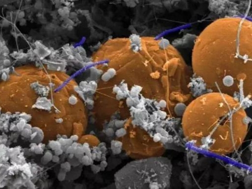 地下3000千米發現新生命！科學家：科學技術有侷限，不能完全探知