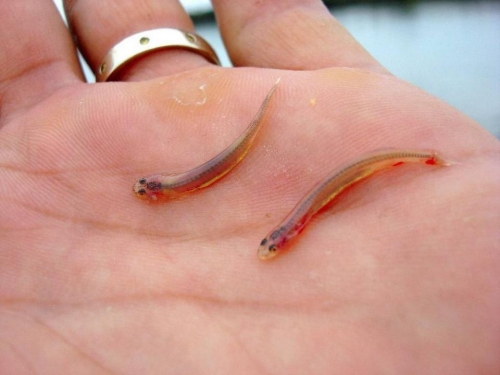超邪惡的魚，喜歡鑽入人體隱私部位，男人們的噩夢！