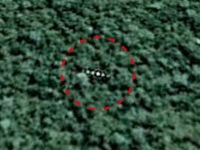 《谷歌地圖發現：巨大的外星飛船藏身在亞馬遜熱帶雨林！》