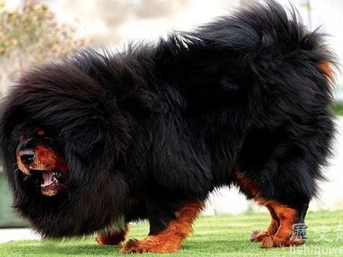 世界上最貴藏獒價值4000萬元：因長得好?