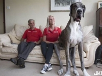 世界最高的狗狗一天22小時竟然都在做這件事，愜意的個性令人難以和外表聯想起來呀!