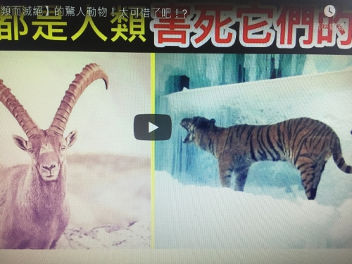 10個【因人類而滅絕】的驚人動物！太可惜了吧！