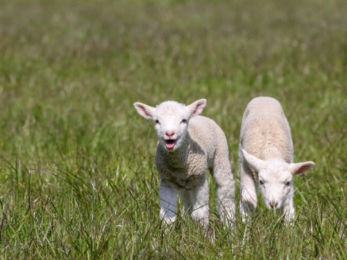 最萌合唱團！男指揮6小羊咩咩叫