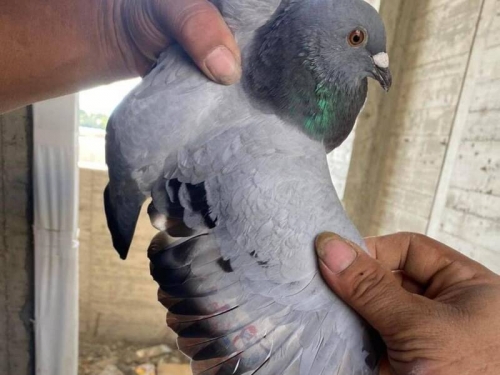 鴿子也會刺「半甲」 網友意外撿到超強賽鴿