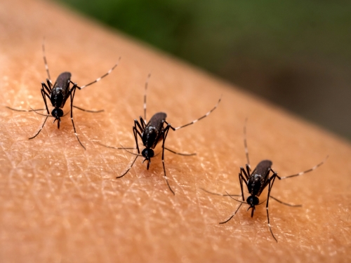 超強召喚蚊子術 男童發出「喔」全來了 470萬人看傻