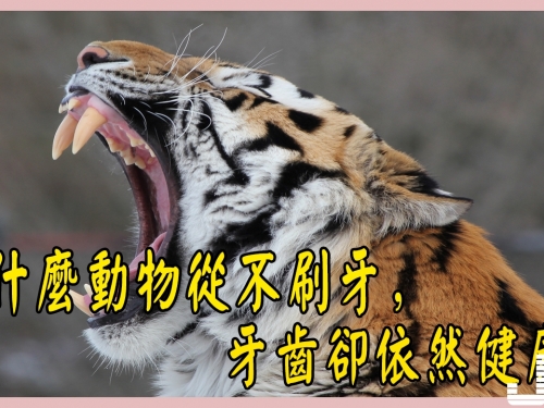 為什麼動物從不刷牙，牙齒卻依然健康？