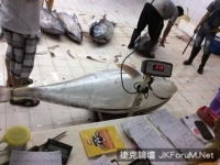 全球罕見！台灣船捕獲白化鮪魚 可惜賣掉了