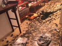 千萬別把你家毛小孩跟這樣東西單獨留在家裡...不然絕對會後悔一輩子啊！