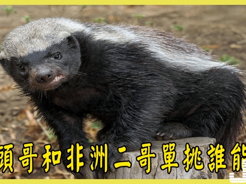蜜罐和鬣狗單挑，平頭哥和非洲二哥誰能贏？