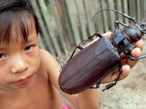 世界上最大的昆蟲竟然價值4000元人民幣!