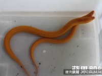 好彩頭　雙十捕獲黃金鱔魚