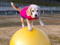 米格魯布丁再破世界紀錄！　踩瑜珈球11.9秒完成10公尺