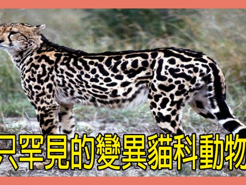 7只罕見的變異貓科動物，你最喜歡哪一隻？