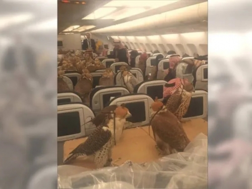 獵鷹與人一起搭飛機！沙國王子砸重金 80隻猛禽陪他出國打獵
