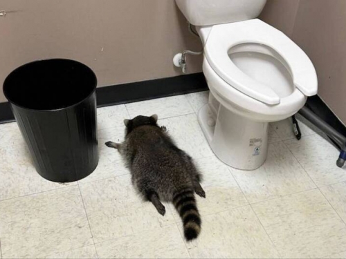 美國浣熊闖入酒舖鬧事 動保人員到場發現牠醉倒廁所