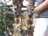 浙江溫嶺漁民在石塘海域捕撈到1米長大龍蝦