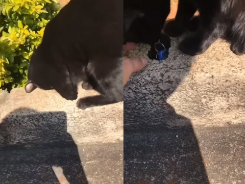 她鑰匙掉水溝超慌 萌貓看不下去 伸爪狂撈20秒搞定