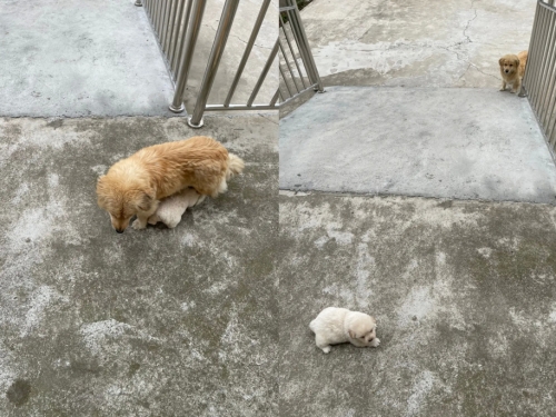 請照顧我的小孩 浪浪媽人性一舉動 惹網鼻酸