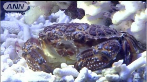 史上最毒蟹！1毫克肉殺30隻老鼠，連有名的劇毒動物都望塵莫及！