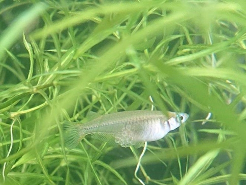 雲林2濕地生態豐富 發現魚類新物種