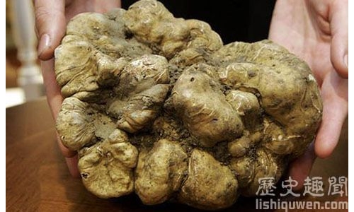 世界上最巨型的白松露:重達1483克