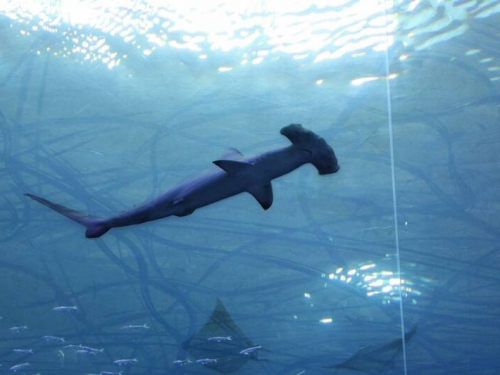 畫面曝光！ 勇犬跳海趕走鯊魚 巴哈馬旅客嚇翻