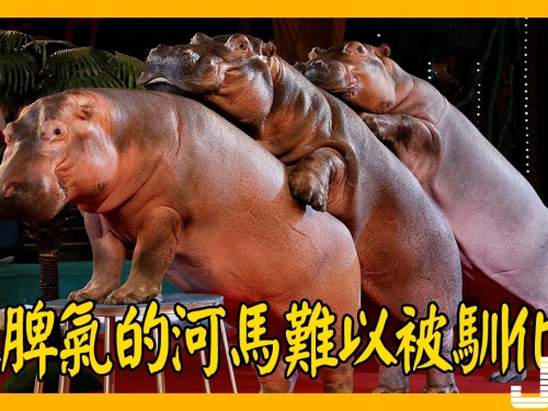 暴脾氣的河馬難以被馴化？戰鬥民族可不這麼認為