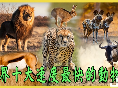 世界上速度最快的十種動物
