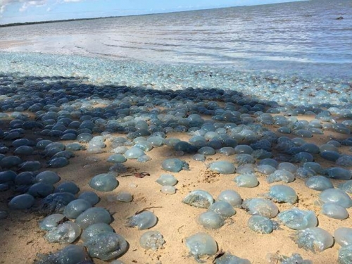 海灘被數千水母霸佔 連專家都嚇傻