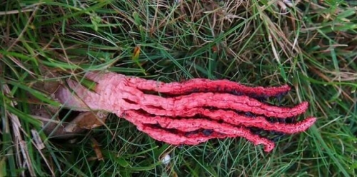驚悚！英國森林驚現「惡魔手指」 散發腐肉惡臭吸引昆蟲