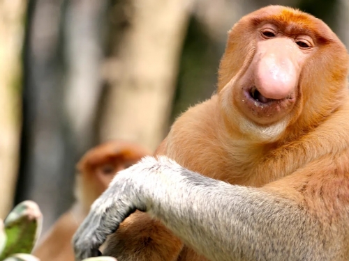 不只是呼吸與裝飾用途，巨鼻猴的大鼻子「比你想得更有料」