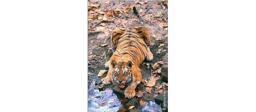 世界上最出名的一頭老虎，統治領地十年之久，最終死於外孫之手