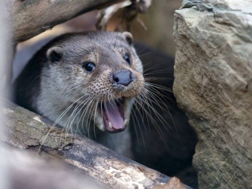 無所畏懼！水獺突襲體型大2倍鱷魚 遊客目擊看傻眼