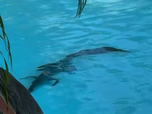 澳洲喜來登度假村泳池驚現鱷魚 泳客竟淡定曬日光浴