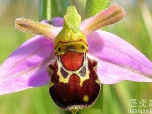 盤點世界上最稀奇的7種花