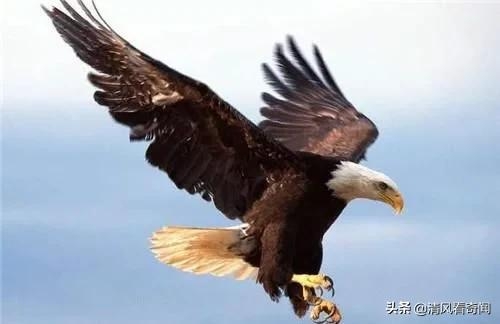 體型堪比飛機的巨鷹，常以獅子為食，至今仍沒發現天敵