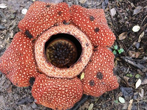 世界上最大的花“萊佛士花”