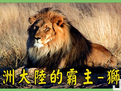 非洲大陸的霸主-獅王