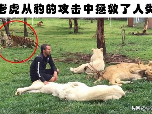 罕見的動物行為：以特別的方式，拯救了人類生命的11種動物