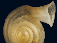 世界新種「墾丁高口蝸」！　墾管處：若棲地破壞恐滅絕