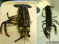 殘障龍蝦2鉗4腿消失　換一次殼全長出來　專家傻眼了！