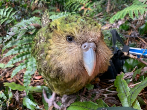 世界上最「傻」的鳥，號稱「鳥中哈士奇」，被自己蠢到快滅絕