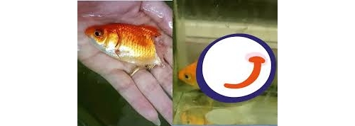 生病金魚「下半身消失」肉身腐爛見骨　主人狂擦藥半年奇蹟復原