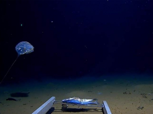 下沈印度洋海溝 拍到前所未見生物