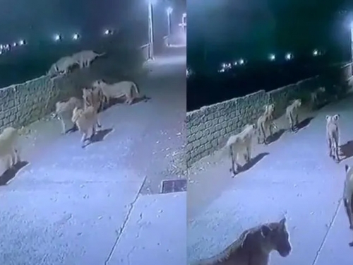 【有片】「我們村子被獅子包圍了」 8母獅闖住宅區逛大街遭駕駛一招驅離