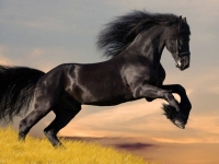 世界上殺人最多動物排行？答案讓人震驚！