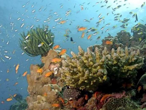 地球生病了！2019海洋報告出爐　聯合國警告「離升溫1.5度不遠了」